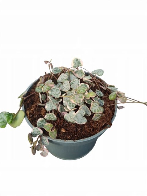 Ceropegia woodii variegata Sznur Serduszek łańcuch Serc Serduszka XLdon11cm Ceropegia woodii variegata Sznur Serduszek łańcuch Serc Serduszka XLdon11cm
