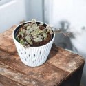 Ceropegia woodii variegata Sznur Serduszek łańcuch Serc Serduszka XLdon11cm