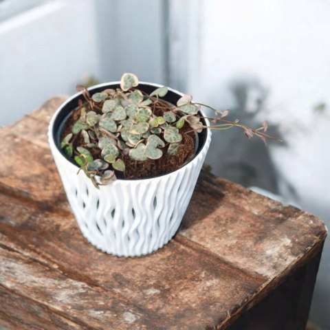 Ceropegia woodii variegata Sznur Serduszek łańcuch Serc Serduszka XLdon11cm Ceropegia woodii variegata Sznur Serduszek łańcuch Serc Serduszka XLdon11cm