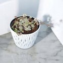 Ceropegia woodii variegata Sznur Serduszek łańcuch Serc Serduszka XLdon11cm