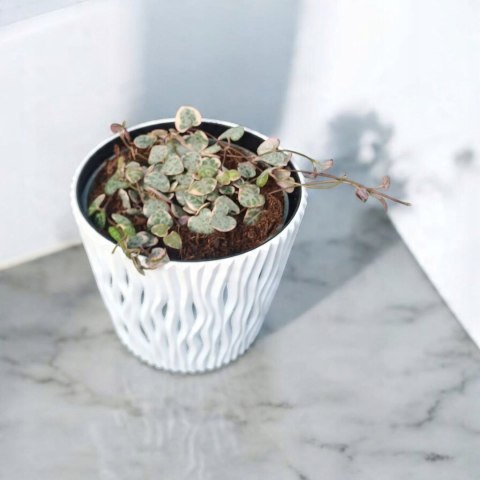 Ceropegia woodii variegata Sznur Serduszek łańcuch Serc Serduszka XLdon11cm Ceropegia woodii variegata Sznur Serduszek łańcuch Serc Serduszka XLdon11cm