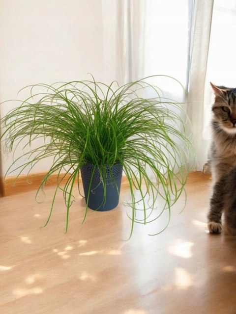 Cibora zmienna Kocia Trawa Cyperus zumula Kocia Trawka Koci Przysmak Cibora zmienna Kocia Trawa Cyperus zumula Kocia Trawka Koci Przysmak