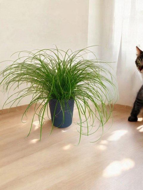 Cibora zmienna Kocia Trawa Cyperus zumula Kocia Trawka Koci Przysmak Cibora zmienna Kocia Trawa Cyperus zumula Kocia Trawka Koci Przysmak