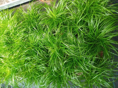 Cibora zmienna Kocia Trawa Cyperus zumula Kocia Trawka Koci Przysmak Cibora zmienna Kocia Trawa Cyperus zumula Kocia Trawka Koci Przysmak