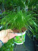 Cibora zmienna Kocia Trawa Cyperus zumula Kocia Trawka Koci Przysmak