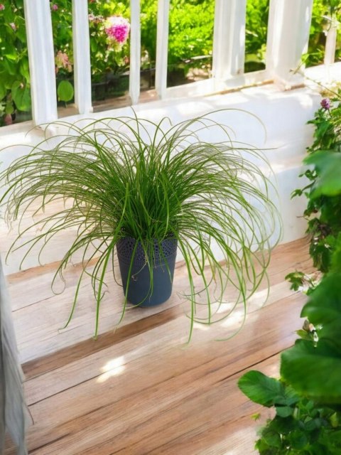 Cibora zmienna Kocia Trawa Cyperus zumula Kocia Trawka Koci Przysmak Cibora zmienna Kocia Trawa Cyperus zumula Kocia Trawka Koci Przysmak