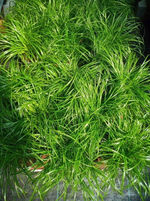 Cibora zmienna Kocia Trawa Cyperus zumula Kocia Trawka Koci Przysmak Cibora zmienna Kocia Trawa Cyperus zumula Kocia Trawka Koci Przysmak