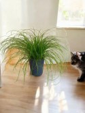 Cibora zmienna Kocia Trawa Cyperus zumula Kocia Trawka Koci Przysmak