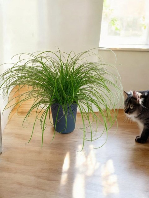 Cibora zmienna Kocia Trawa Cyperus zumula Kocia Trawka Koci Przysmak Cibora zmienna Kocia Trawa Cyperus zumula Kocia Trawka Koci Przysmak