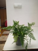 Davalia Paproć królicza łapka Davallia Nogi Pająka