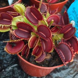 Dionea Muscipula rosiczka Roślina owadożerna zjadająca muchy Muchołówka RED