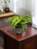 Dracaena fragrans Tornado Do Lasu w Słoiku Szkle