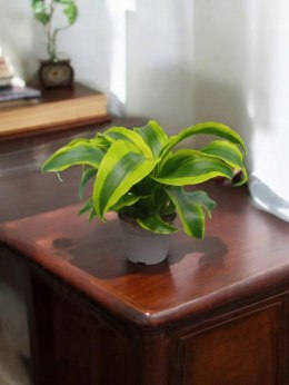 Dracaena fragrans Tornado Do Lasu w Słoiku Szkle