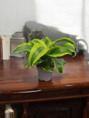 Dracaena fragrans Tornado Do Lasu w Słoiku Szkle