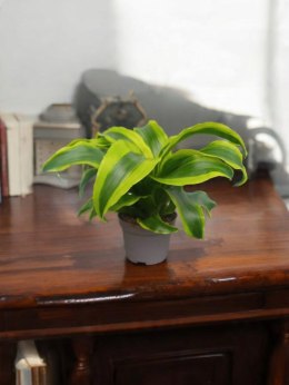 Dracaena fragrans Tornado Do Lasu w Słoiku Szkle