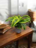 Dracaena fragrans Tornado Do Lasu w Słoiku Szkle