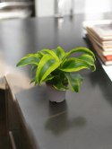 Dracaena fragrans Tornado Do Lasu w Słoiku Szkle