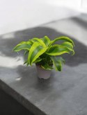 Dracaena fragrans Tornado Do Lasu w Słoiku Szkle