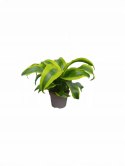 Dracaena fragrans Tornado Do Lasu w Słoiku Szkle
