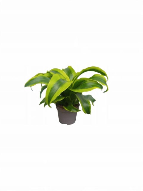 Dracaena fragrans Tornado Do Lasu w Słoiku Szkle Dracaena fragrans Tornado Do Lasu w Słoiku Szkle