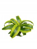 Dracaena fragrans Tornado Do Lasu w Słoiku Szkle