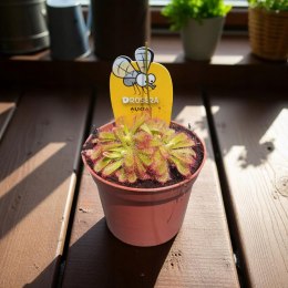 Drosera rosiczka ALICJI owadożerna zjadająca muchy Drosera ALICIAE