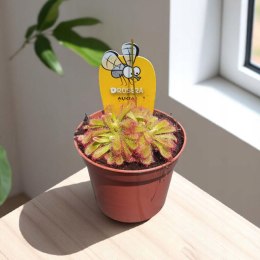 Drosera rosiczka ALICJI owadożerna zjadająca muchy Drosera ALICIAE