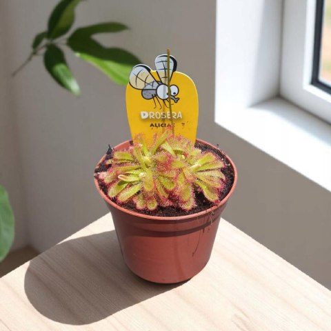 Drosera rosiczka ALICJI owadożerna zjadająca muchy Drosera ALICIAE Drosera rosiczka ALICJI owadożerna zjadająca muchy Drosera ALICIAE