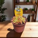 Drosera rosiczka ALICJI owadożerna zjadająca muchy Drosera ALICIAE