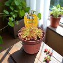 Drosera rosiczka ALICJI owadożerna zjadająca muchy Drosera ALICIAE