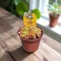 Drosera rosiczka ALICJI owadożerna zjadająca muchy Drosera ALICIAE