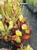 Drosera rosiczka ALICJI owadożerna zjadająca muchy Drosera ALICIAE
