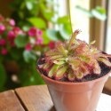 Drosera rosiczka ALICJI owadożerna zjadająca muchy Drosera ALICIAE