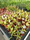 Drosera rosiczka ALICJI owadożerna zjadająca muchy Drosera ALICIAE