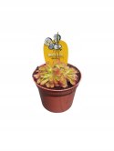Drosera rosiczka ALICJI owadożerna zjadająca muchy Drosera ALICIAE