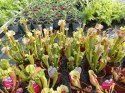 Drosera rosiczka ALICJI owadożerna zjadająca muchy Drosera ALICIAE