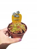 Drosera rosiczka ALICJI owadożerna zjadająca muchy Drosera ALICIAE