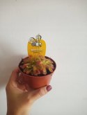 Drosera rosiczka ALICJI owadożerna zjadająca muchy Drosera ALICIAE