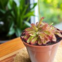 Drosera rosiczka ALICJI owadożerna zjadająca muchy Drosera ALICIAE