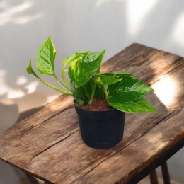 Epipremnum Aureum Scindaptus Złociste Pinnatum zwykły scindapsus