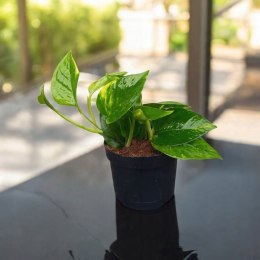 Epipremnum Aureum Scindaptus Złociste Pinnatum zwykły scindapsus