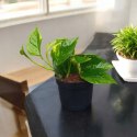 Epipremnum Aureum Scindaptus Złociste Pinnatum zwykły scindapsus