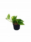 Epipremnum Aureum Scindaptus Złociste Pinnatum zwykły scindapsus