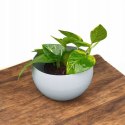 Epipremnum Aureum Scindaptus Złociste Pinnatum zwykły scindapsus
