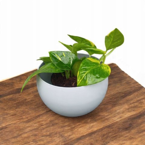 Epipremnum Aureum Scindaptus Złociste Pinnatum zwykły scindapsus Epipremnum Aureum Scindaptus Złociste Pinnatum zwykły scindapsus