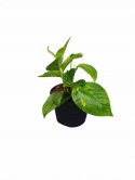 Epipremnum Aureum Scindaptus Złociste Pinnatum zwykły scindapsus