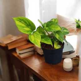 Epipremnum Global Green Scindaptus Epipremium Scindapsus global