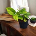 Epipremnum Global Green Scindaptus Epipremium Scindapsus global