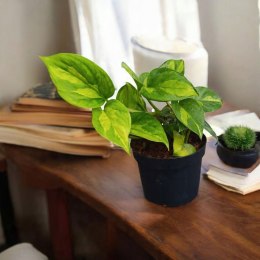 Epipremnum Global Green Scindaptus Epipremium Scindapsus global