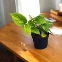 Epipremnum Global Green Scindaptus Epipremium Scindapsus global